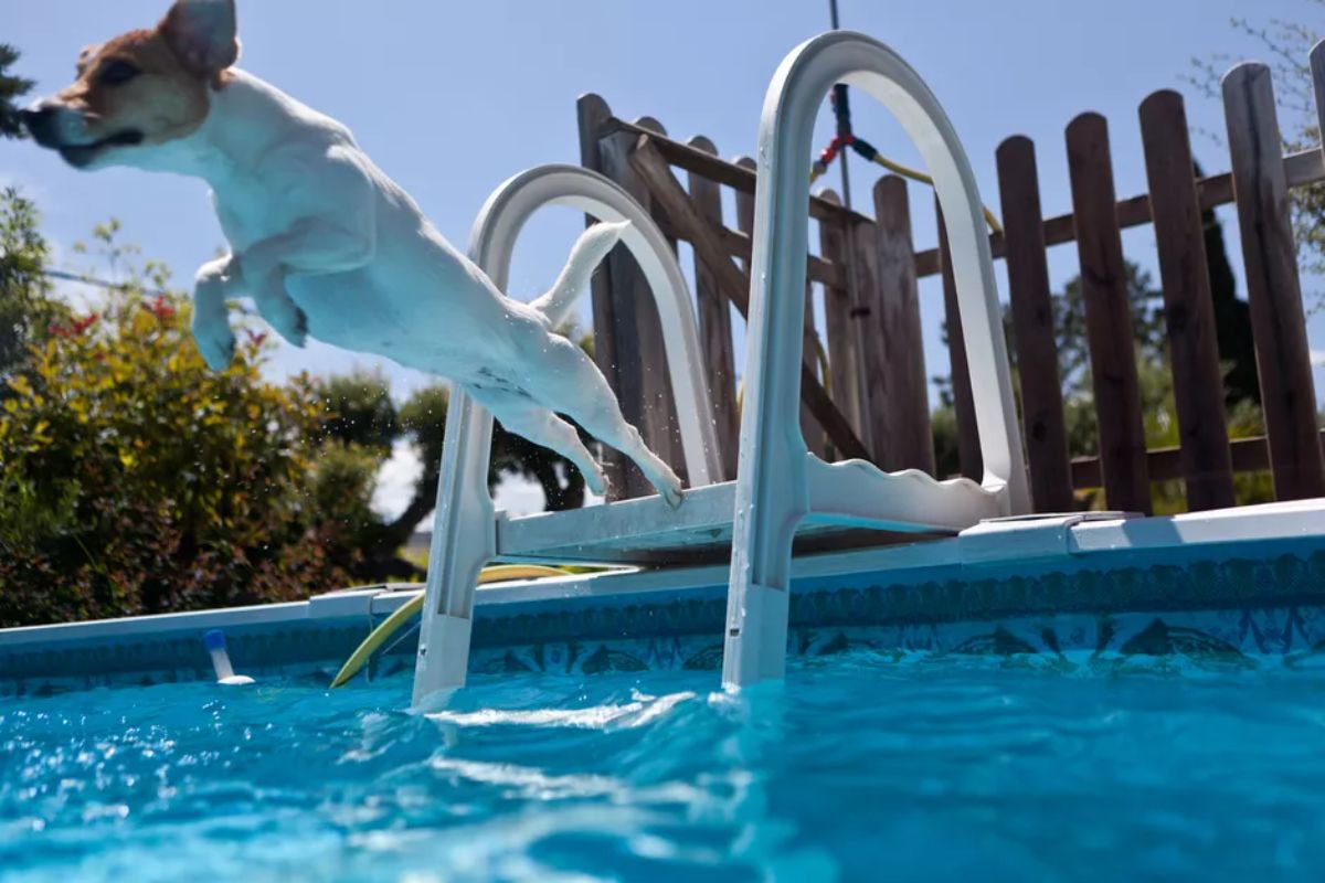 white and brown jack russell terrier jumping into a swimming pool
