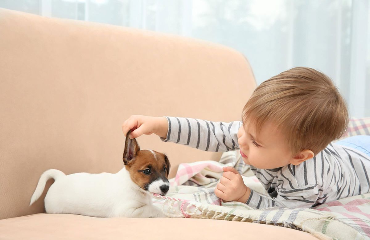 white and brown jack russell terrier puppy laying on a brown sofa with a baby holding up one of the puppy's ear