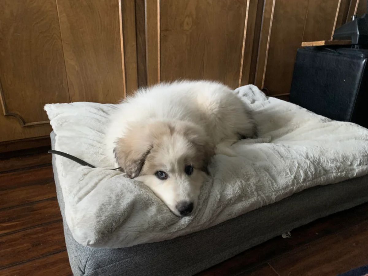 white and brown puppy laying on a two grey dog beds