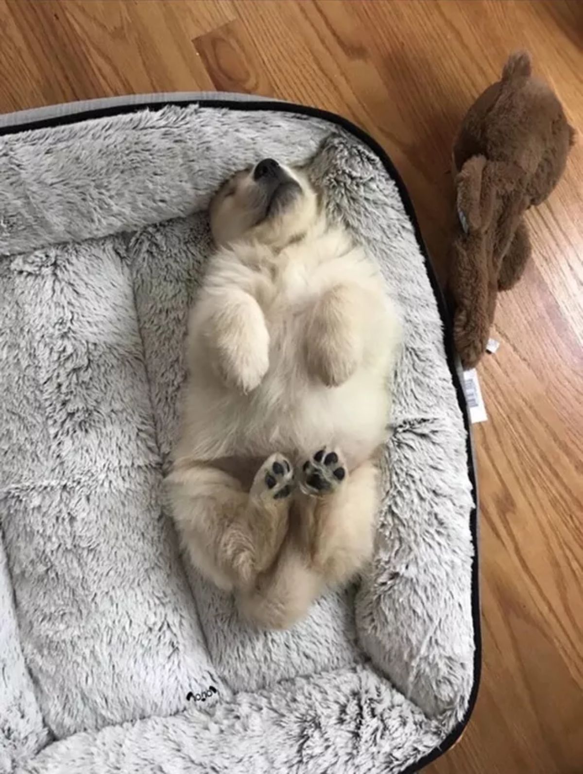 white and brown puppy sleeping belly up on a dog bed