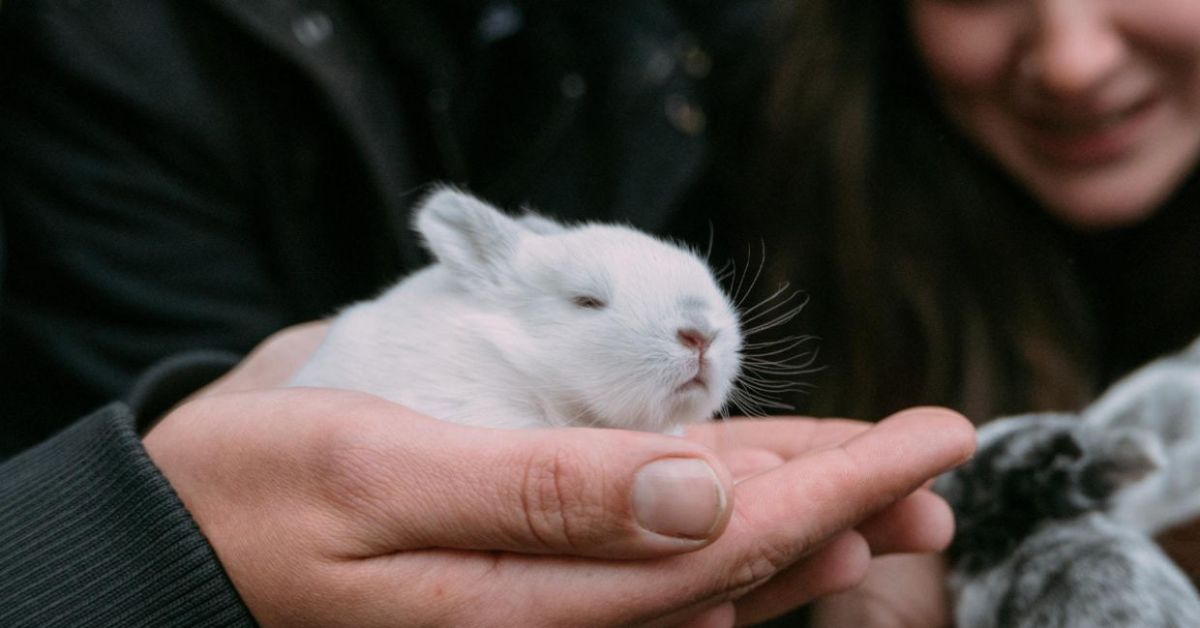 white and grey baby rabbit held on someone's palm