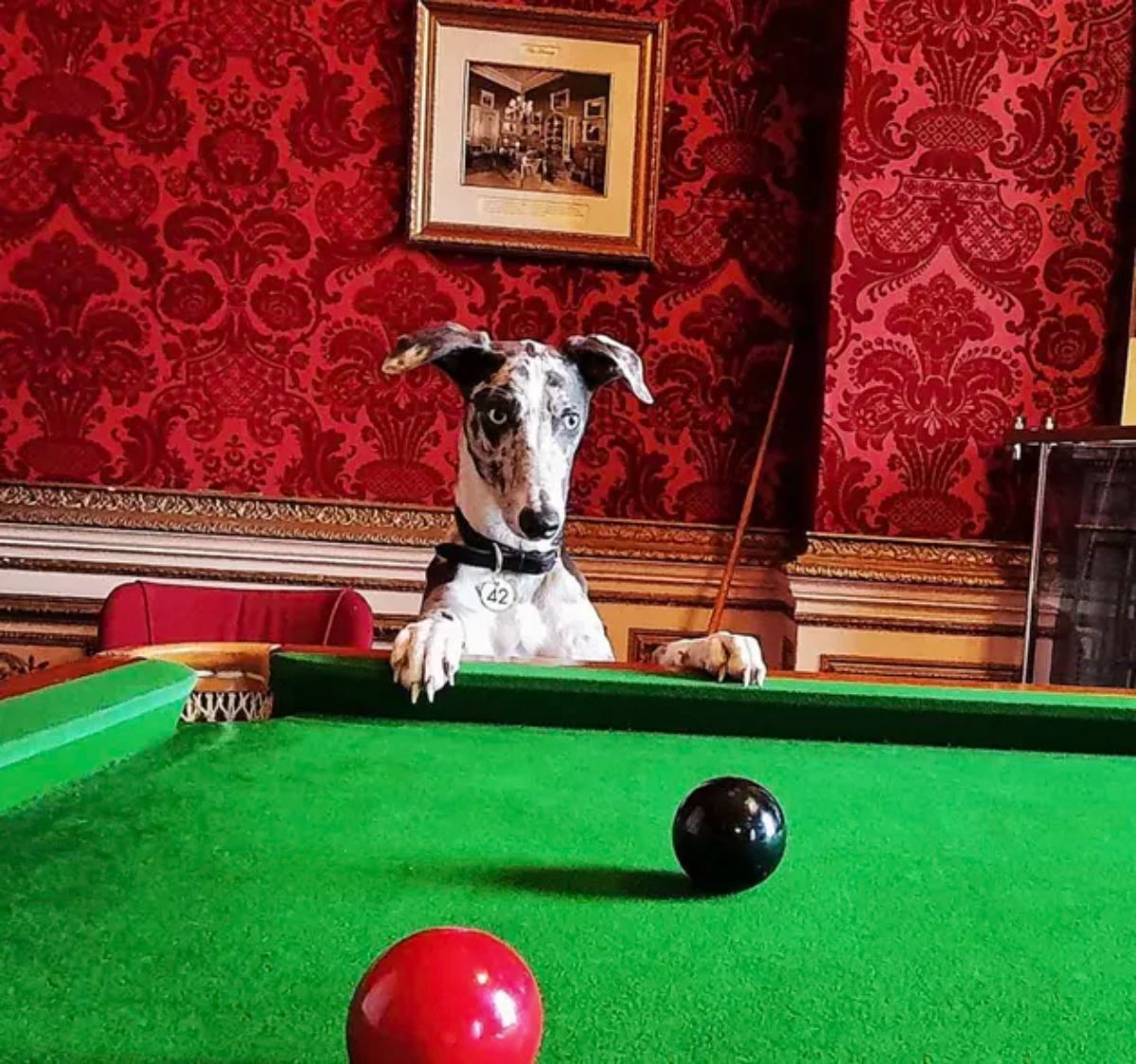 white and grey dog standing on hind legs with front paws on a pool table next to a pool cue