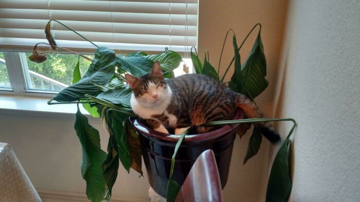 white and grey tabby cat sleeping on a potted plant flattening the leaves