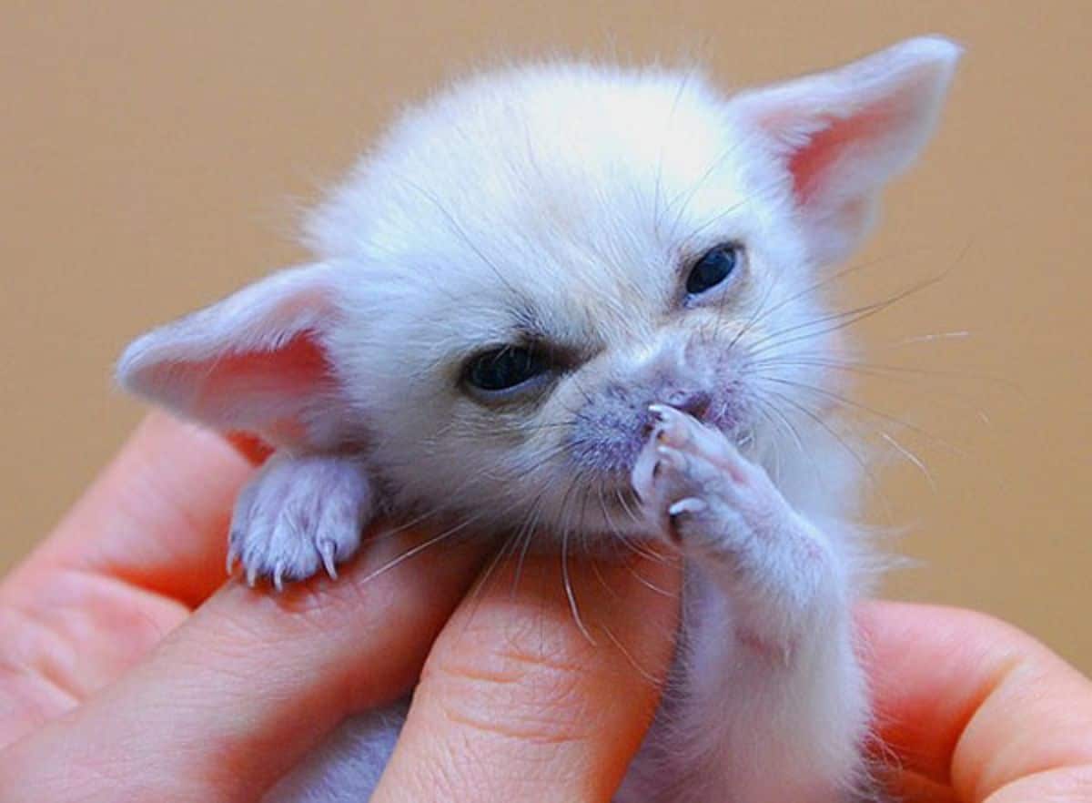 white baby fennec fox being held by someone