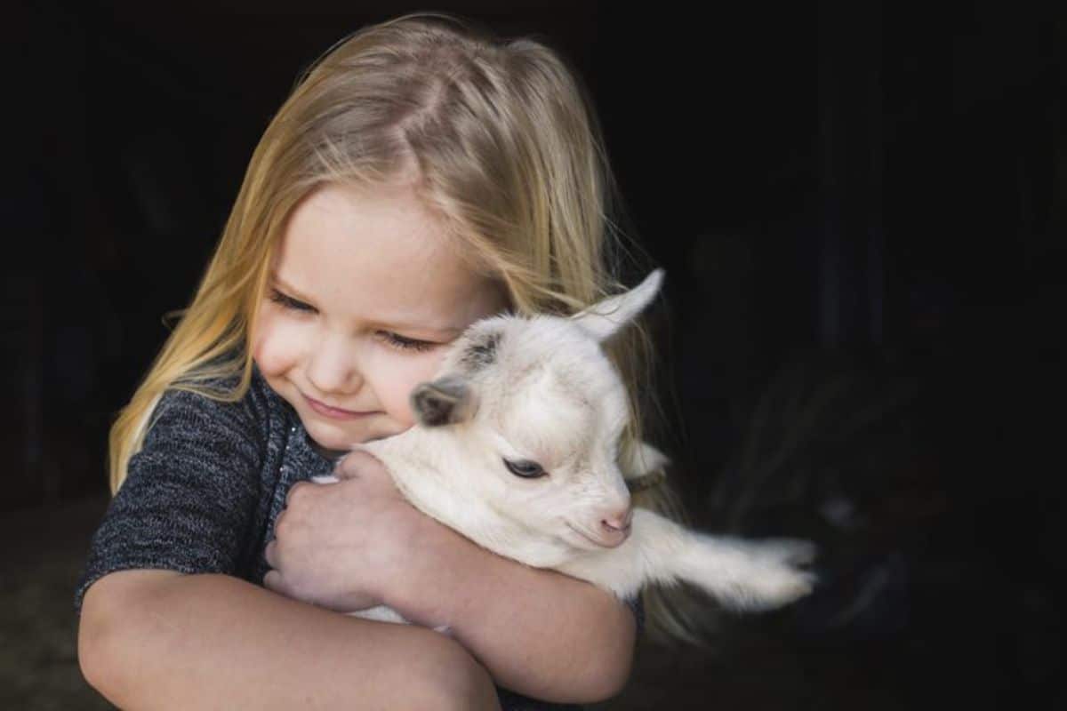 white baby goat being held by a little girl