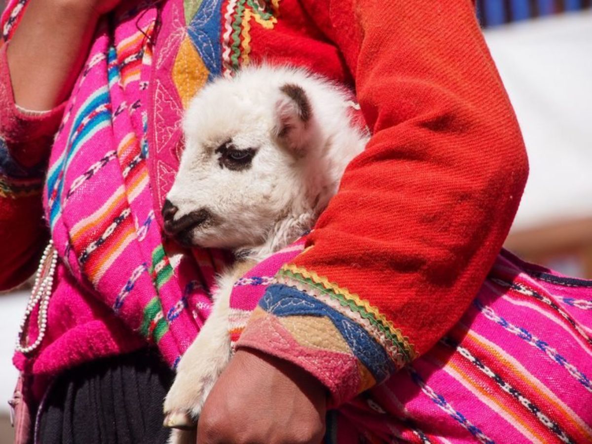 white baby llama being hugged by someone wearing pink