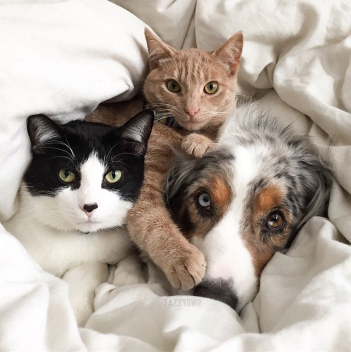 white black and brown australian shepherd cuddling with an orange cat and a black and white cat in a pile of white blankets
