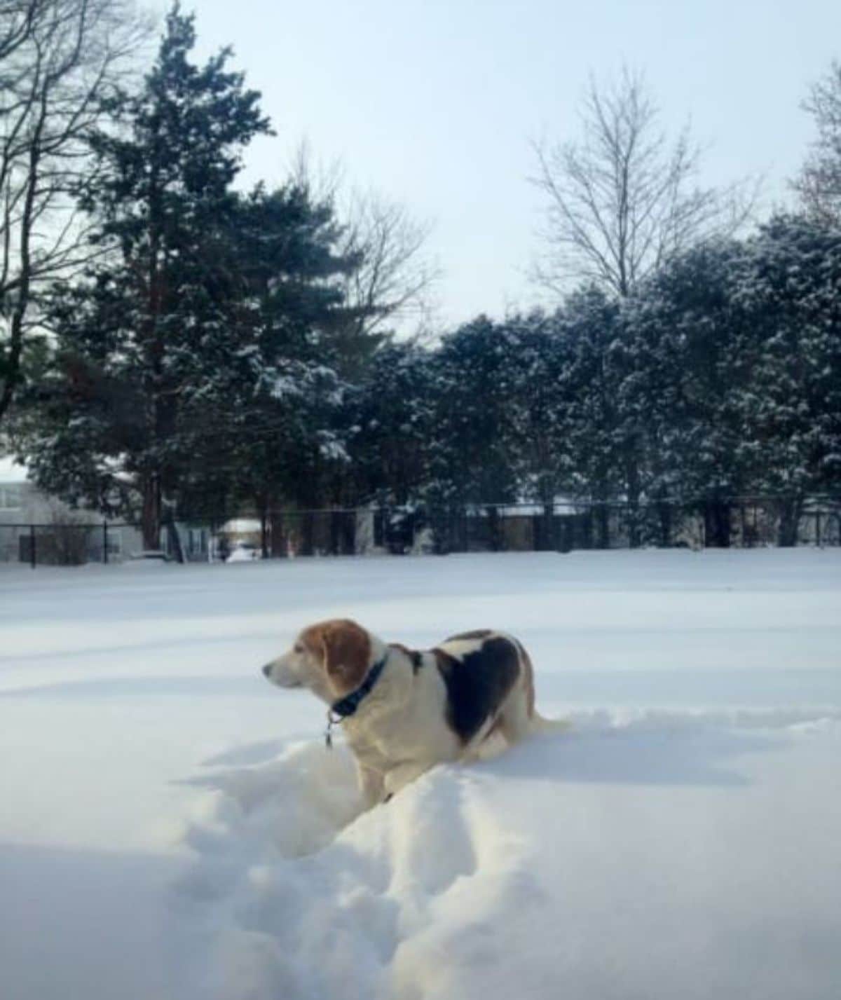 white black and brown beagle standing in the snow
