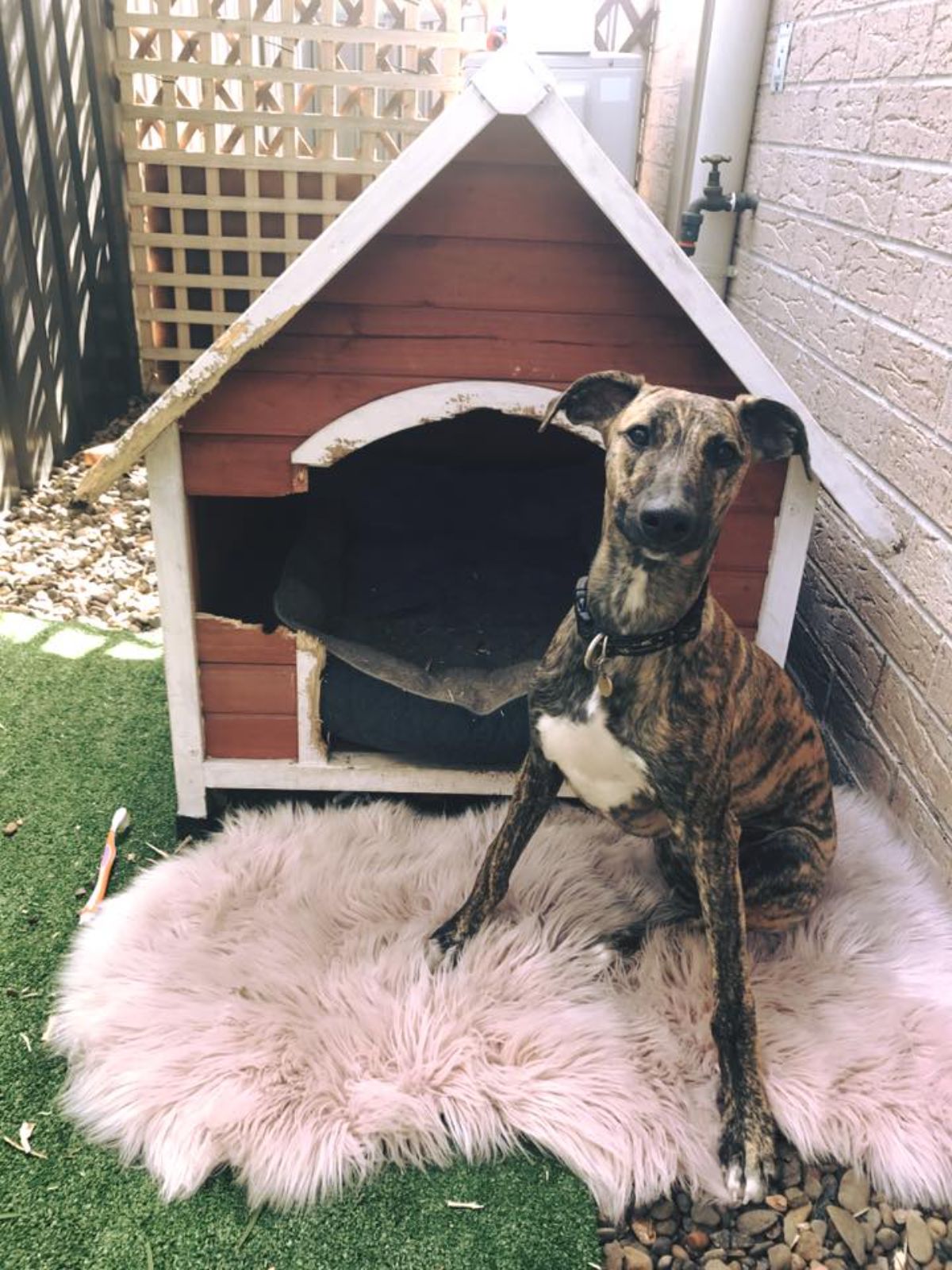 white black and brown brindle dog sitting next to a destroyed red and white doghouse