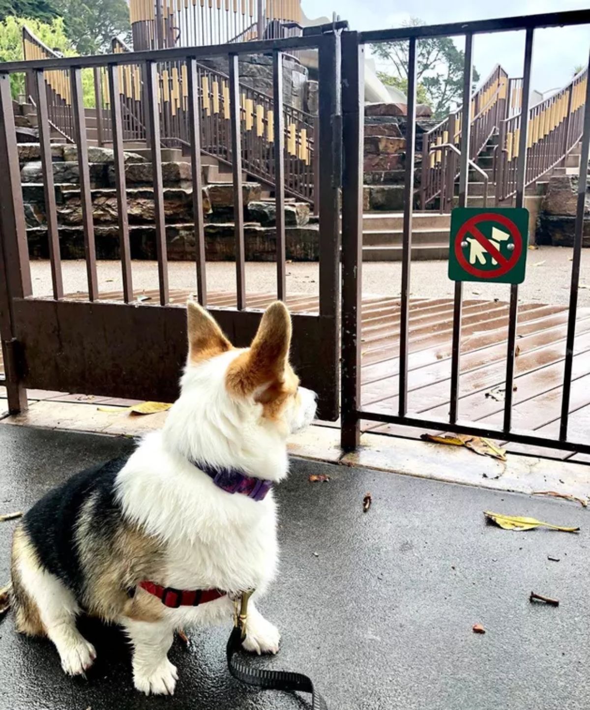 white black and brown corgi staring at a no dogs allowed sign on a black gate