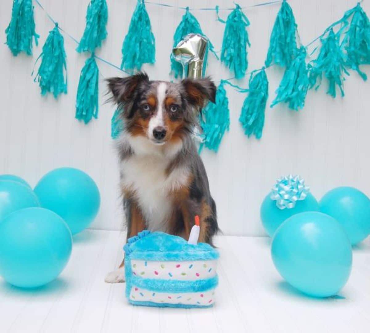white black and brown dog in front of a green and white stuffed toy of a cake slice with green balloons and birthday decorations