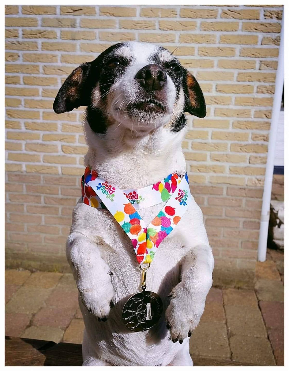 white black and brown dog wearing a colourful collar and a silver 1st place medal