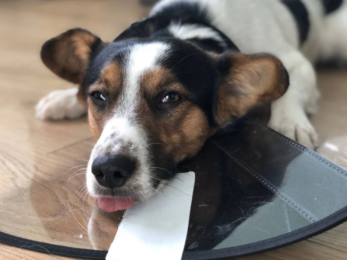 white black and brown dog wearing a plastic cone ollar laying on the floor with the tongue sticking out slightly