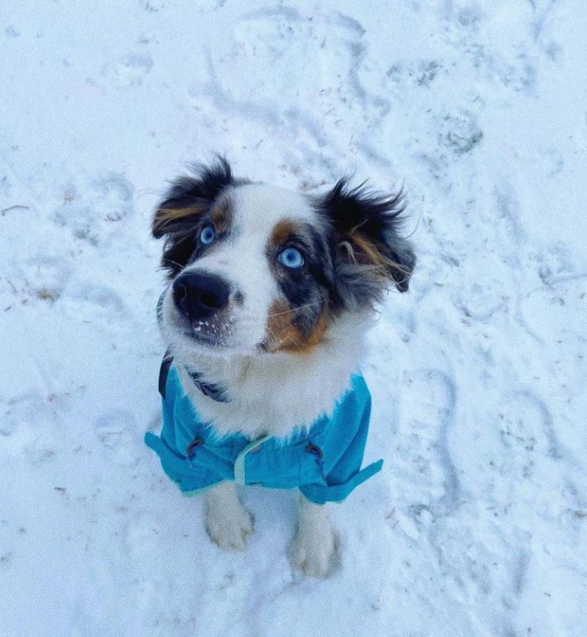 white black and brown sutralian shepherd puppy sitting in snow wearing a blue coat