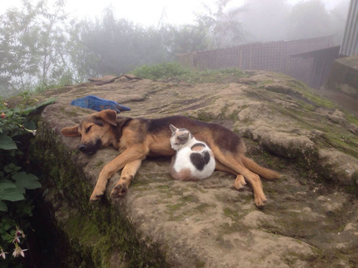 white black and orange cat sleeping with the head resting on a black and brown dog sleeping sideways on a rock