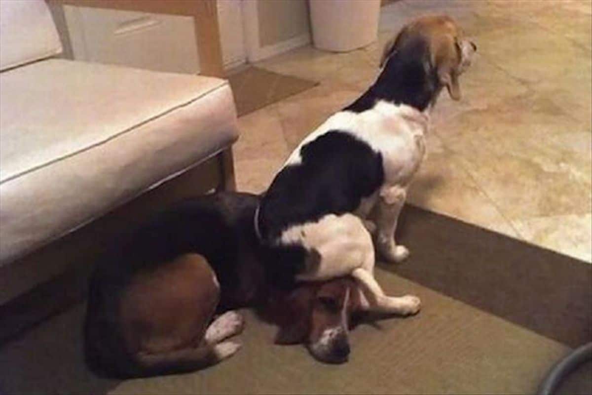 white brown and black beagle sitting on the head of another beagle laying on the floor