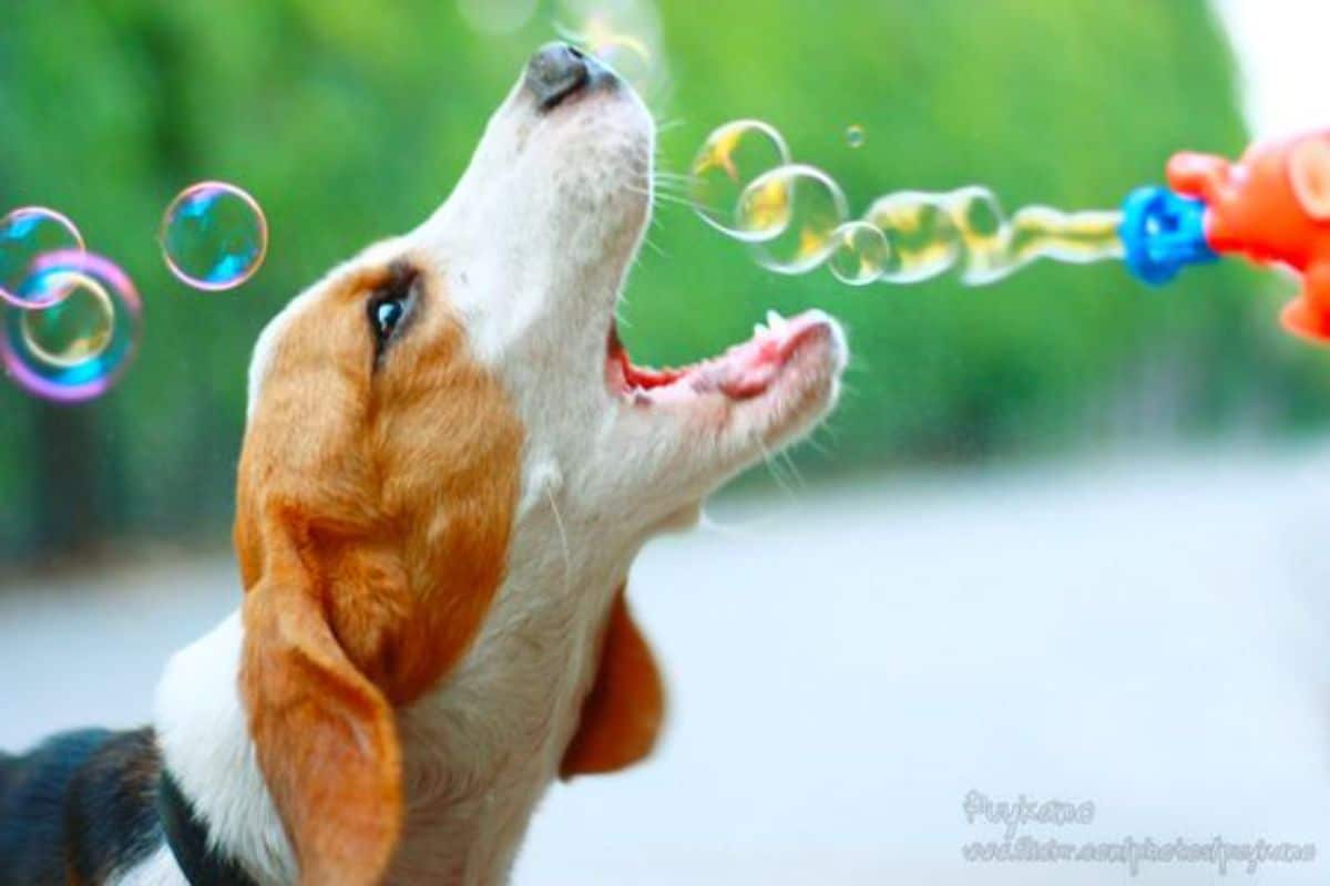 white brown and black beagle trying to catch bubbles from a dispenser