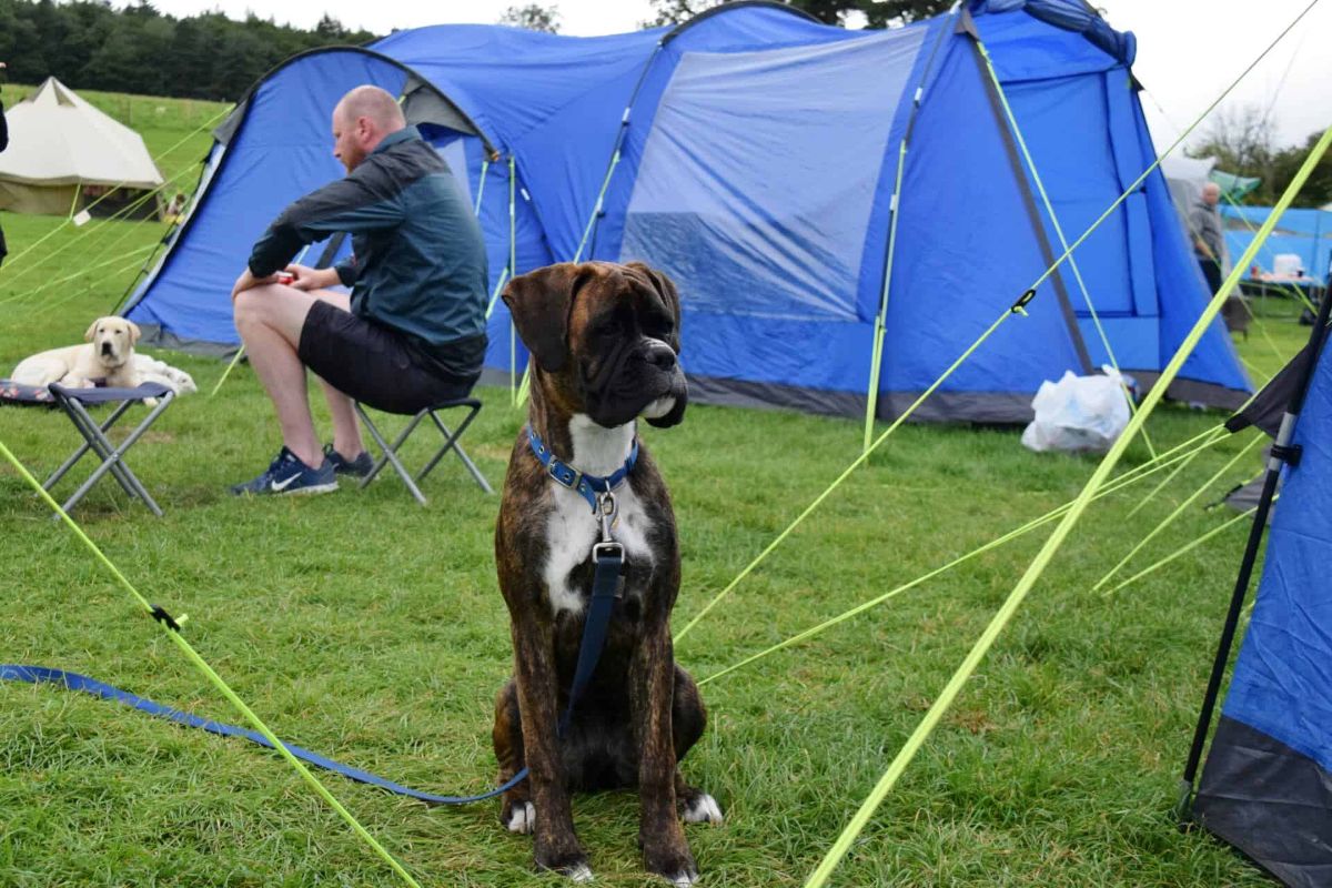white brown and black brindle boxer sitting amid blue camping tents with a yellow labrador retriever and a man behind it