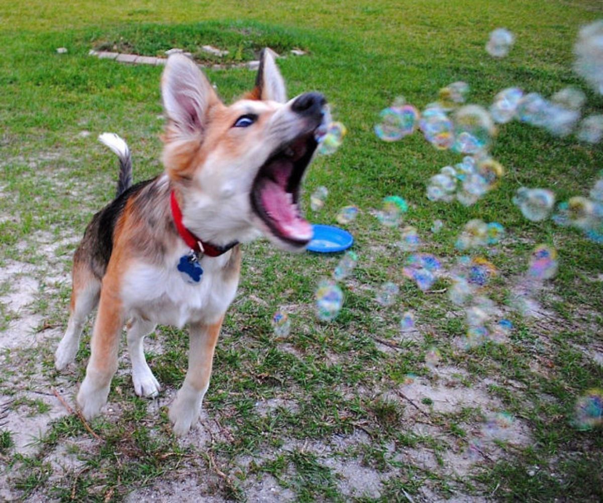 white brown and black dog jumping to catch soap bubbles in its mouth
