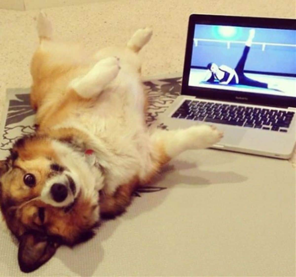 white brown and black dog laying belly up with the legs stretched up next to a laptop playing a yoga video