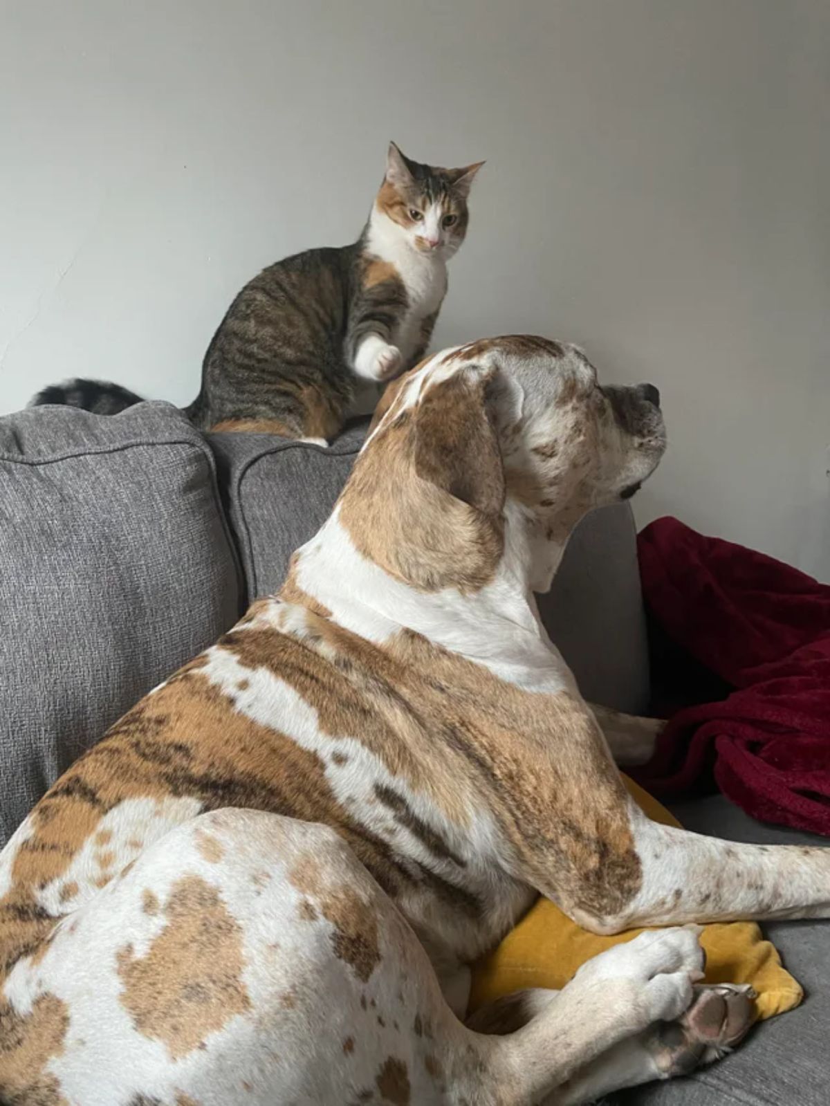 white brown and black dog laying on a grey sofa with a grey white and orange cat laying on the top of the sofa