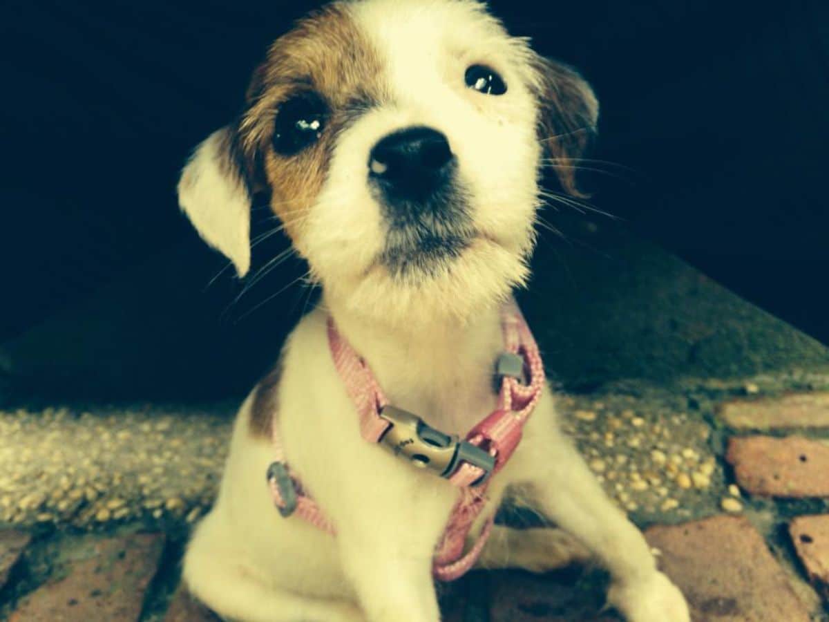 white brown and black puppy sitting wearing a pink harness