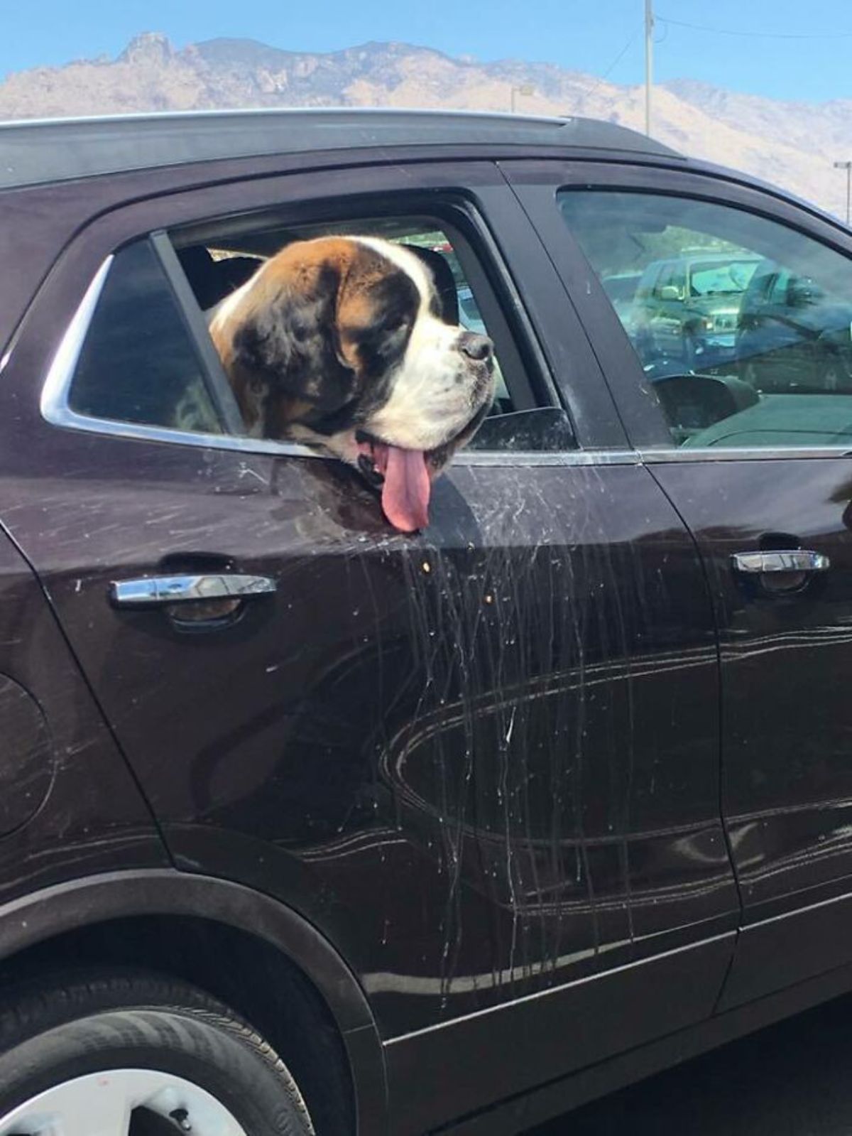 white brown and black st bernard sitting in the backseat of a black and sticking the head out