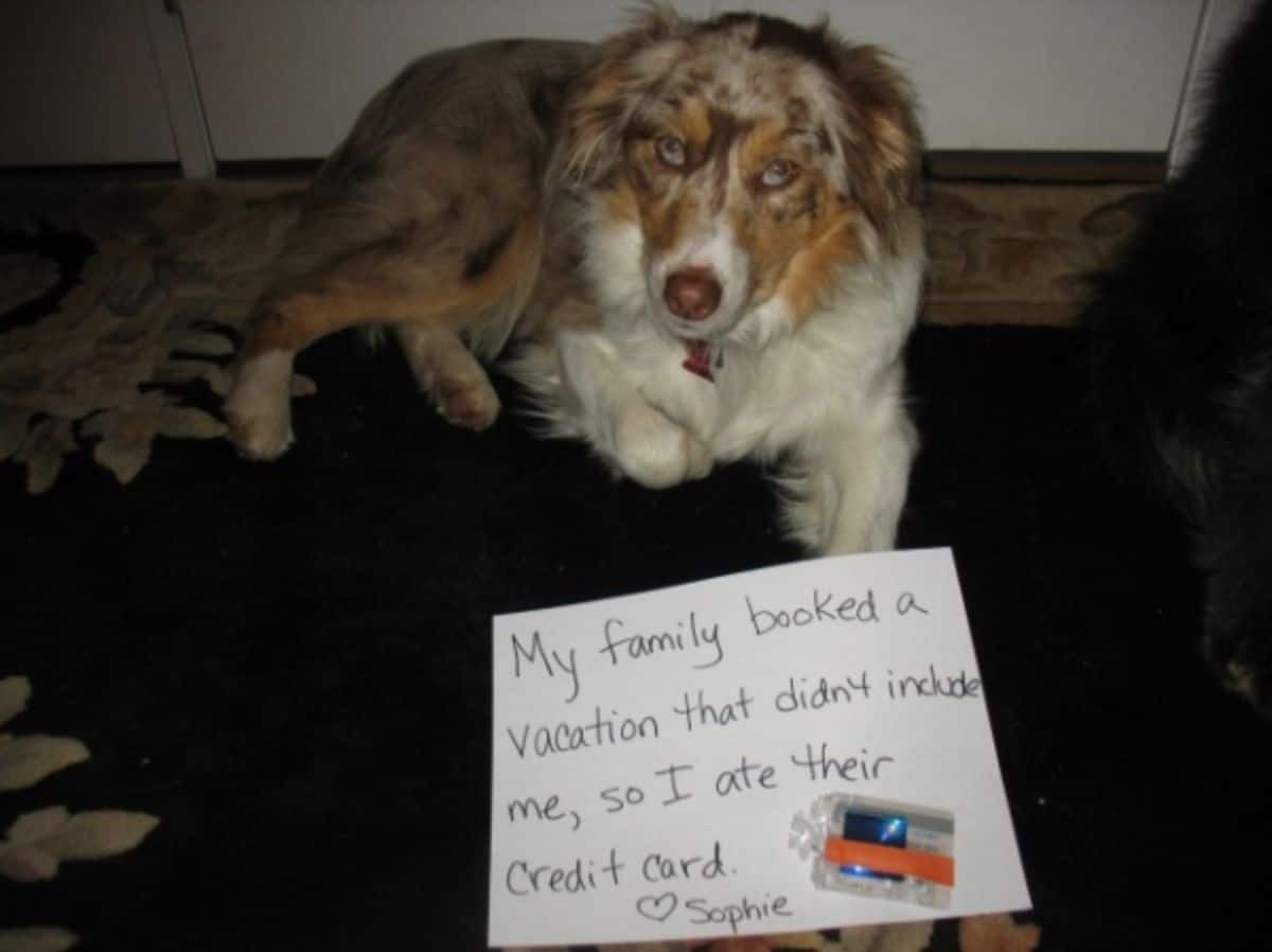 white brown and grey australian shepherd with a sign saying the family booked a vacation so she ate the credit cards