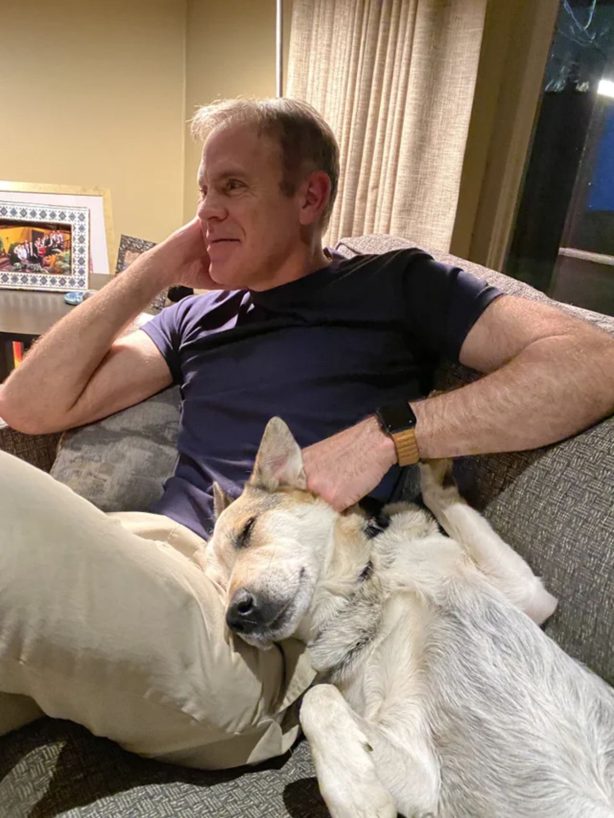 white brown and grey dog laying belly up on a grey sofa with the head on a man's lap who is petting the dog