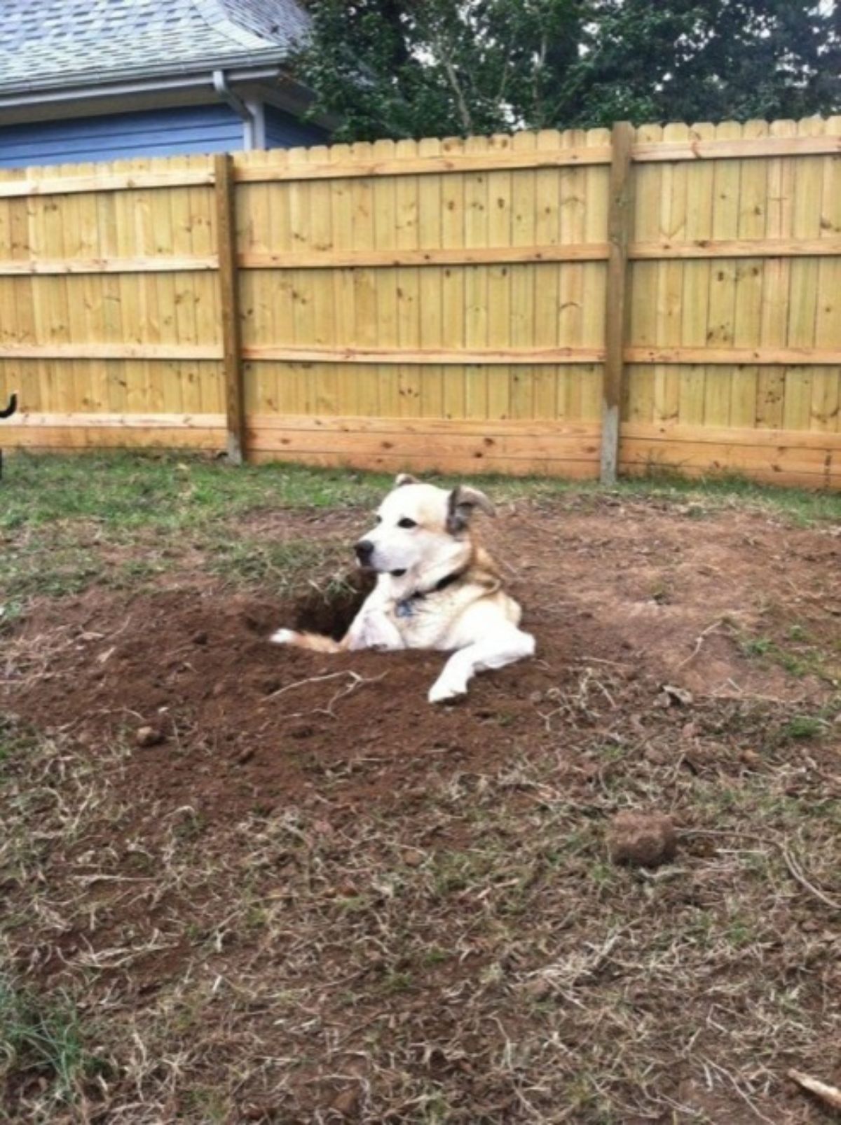 white brown and white black dog sitting in a hole dug in the garden