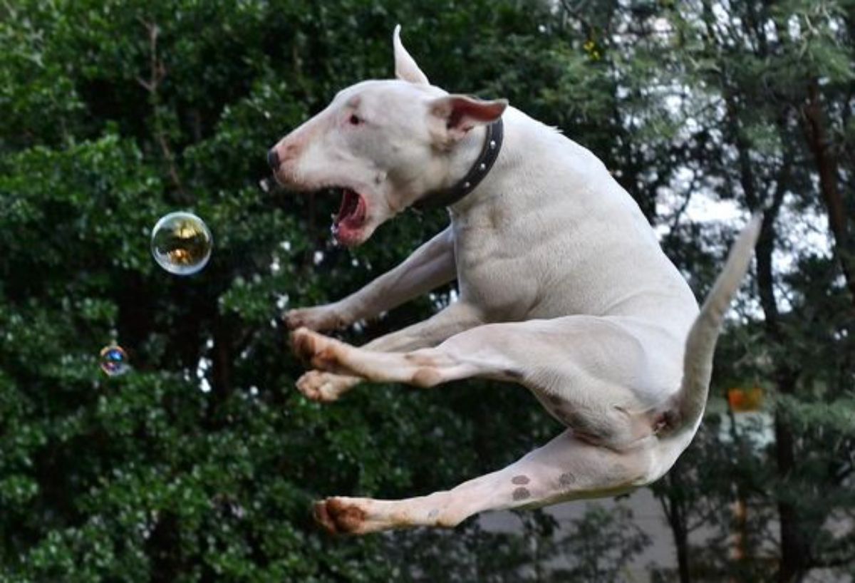 white bull terrier leaping in the air trying to catch a bubble