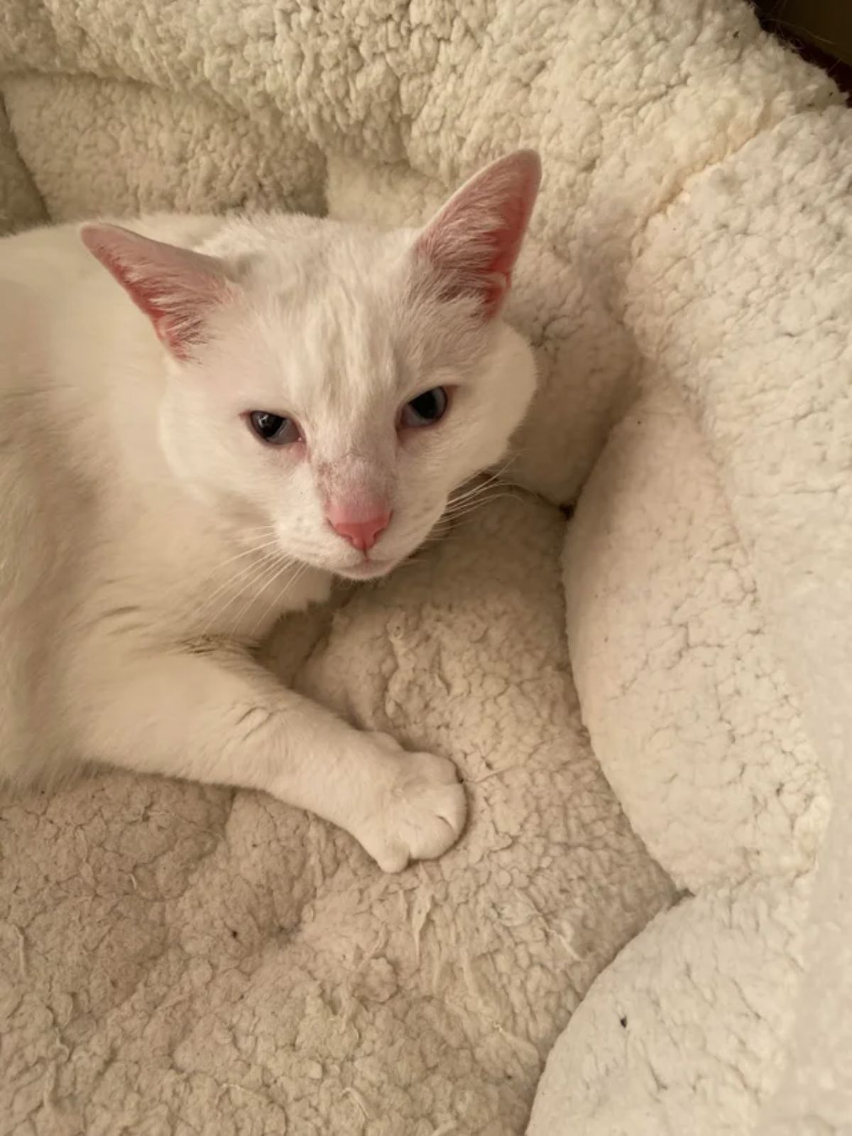 white cat laying on a white cat bed