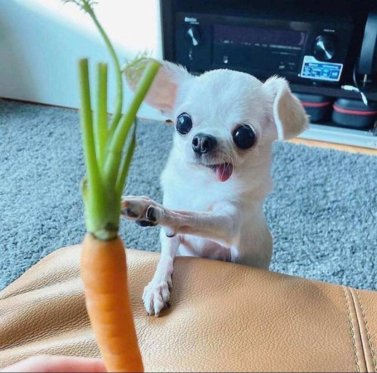 white chihuahua on hind legs and tongue out the side with one front paw reached out to touch a carrot