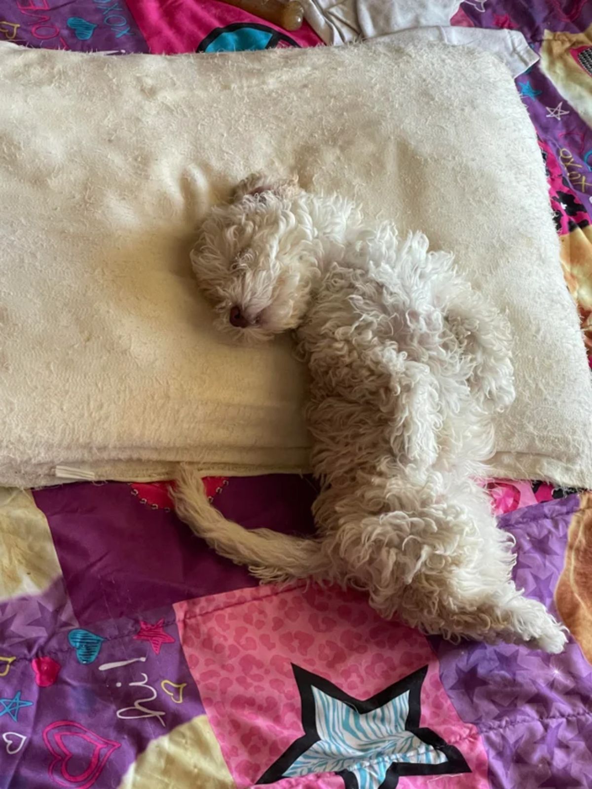 white curly haired puppy sleeping belly up on a white blanket on a colourful bed
