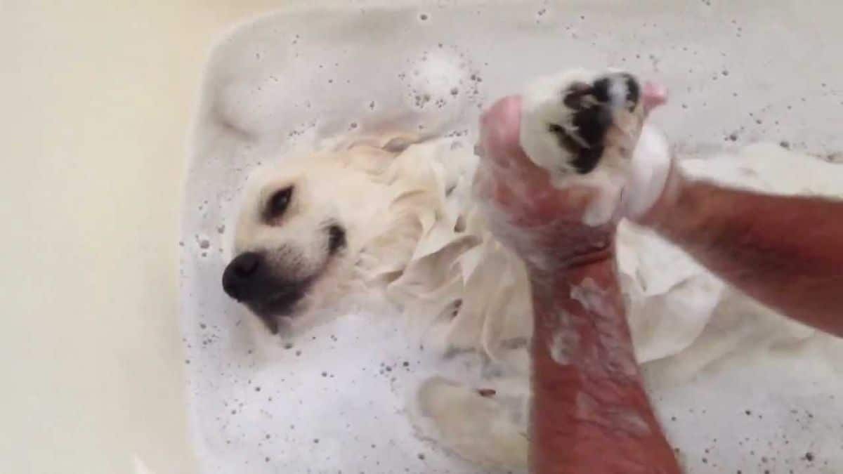 white dog getting shampooed by someone