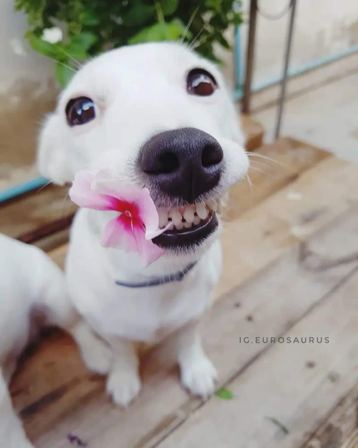 white dog holding a pink flower in the mouth