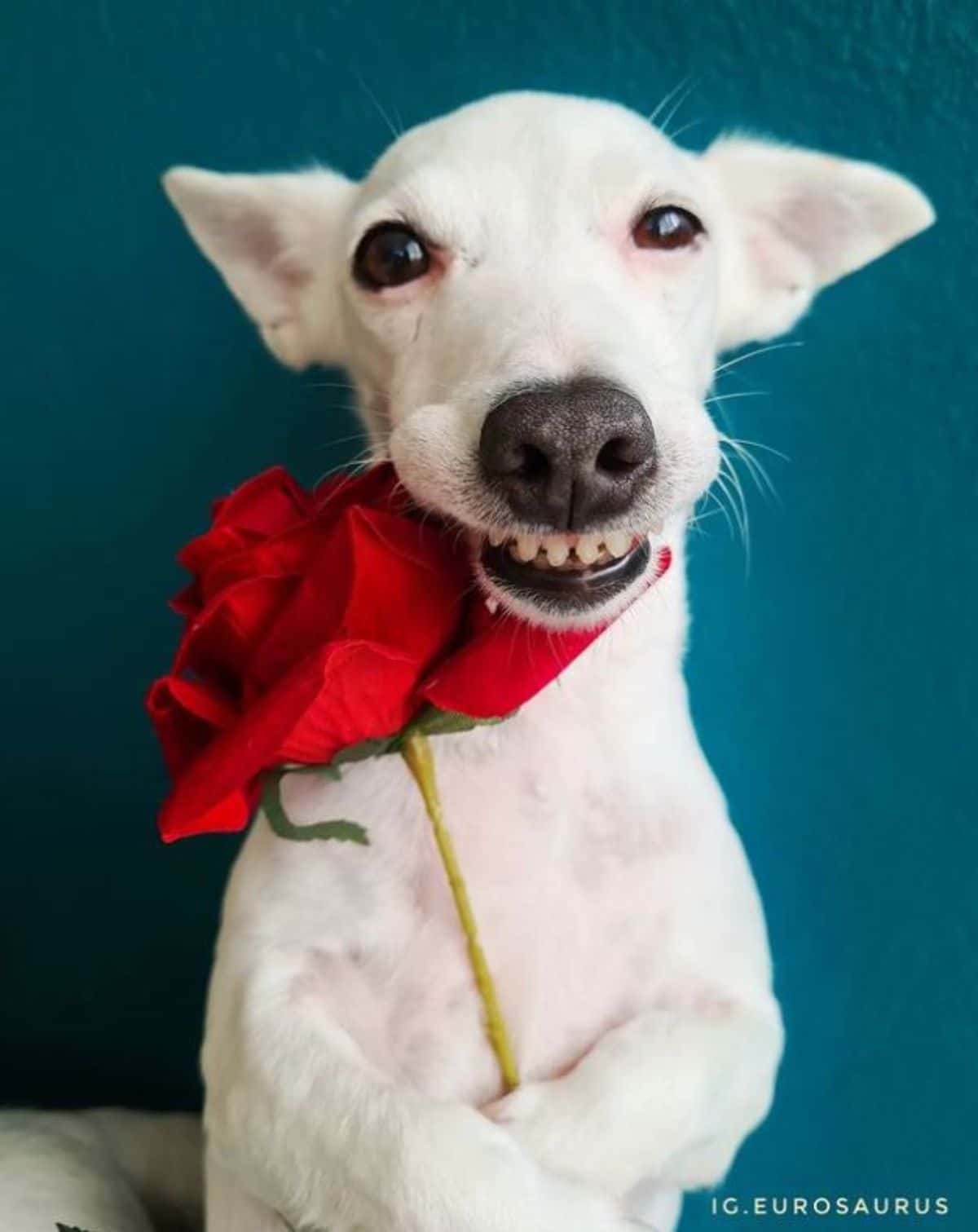 white dog holding a red rose