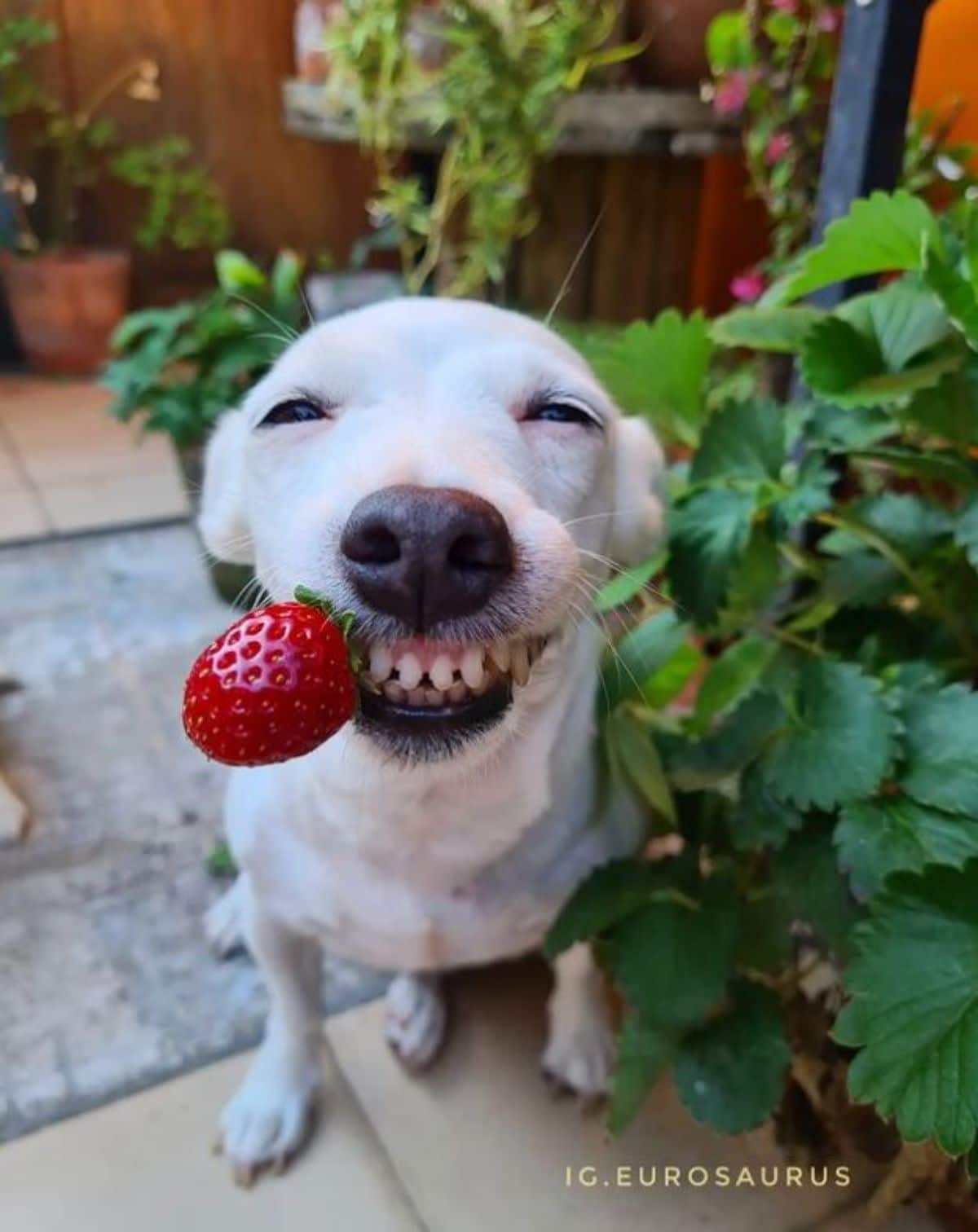 white dog holding a red strawberry by the stem