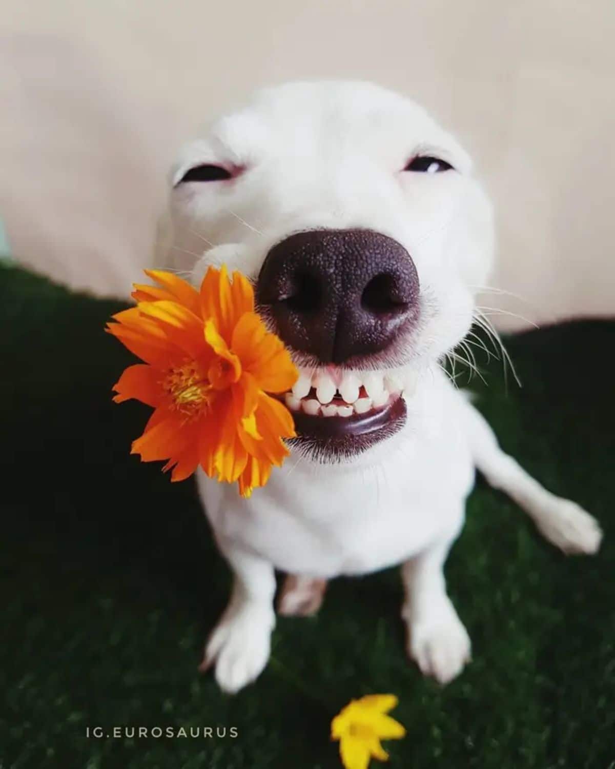 white dog holding an orange flower in the mouth
