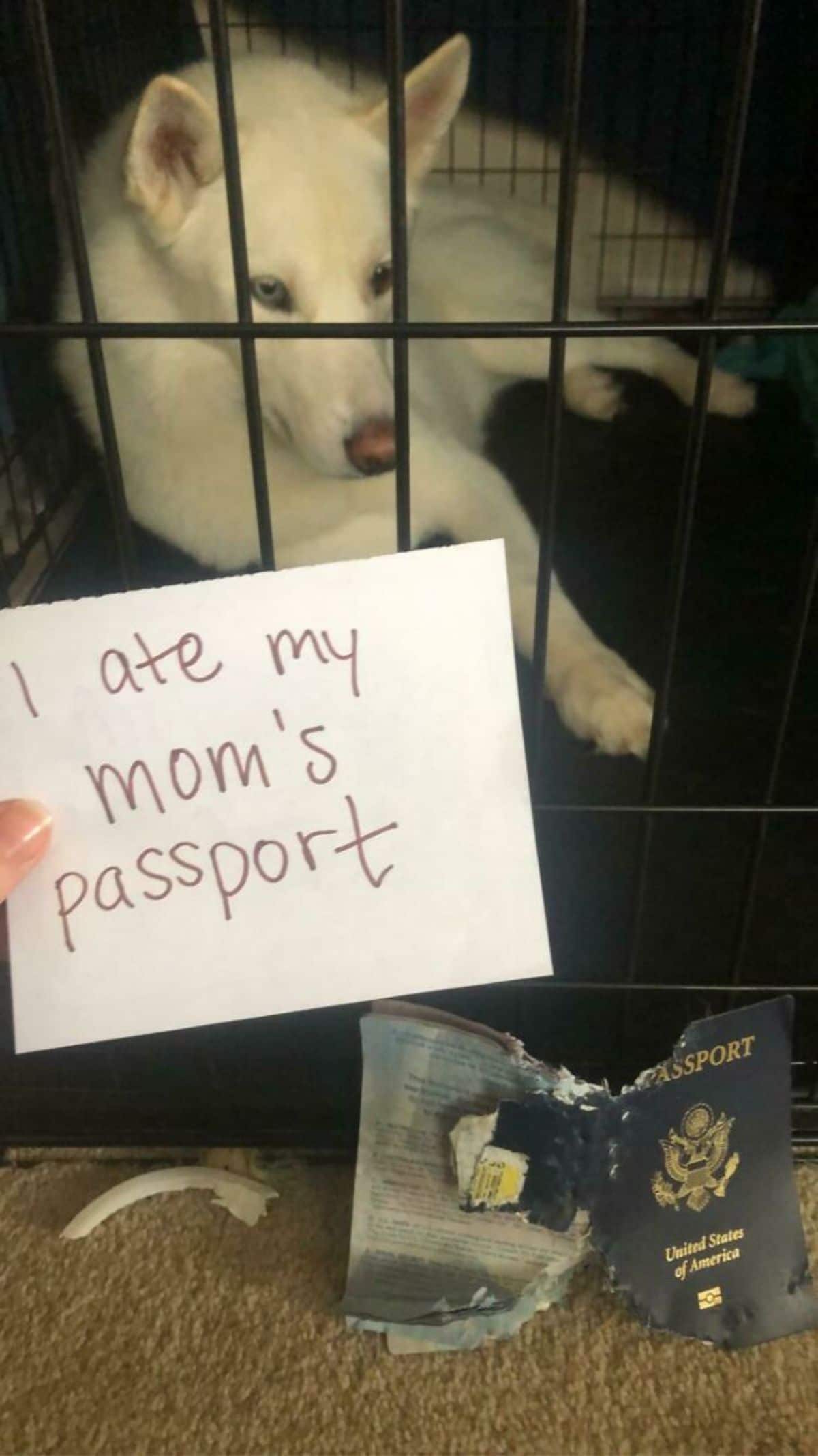 white dog in crate with a sign in front saying I ate my mom's passport