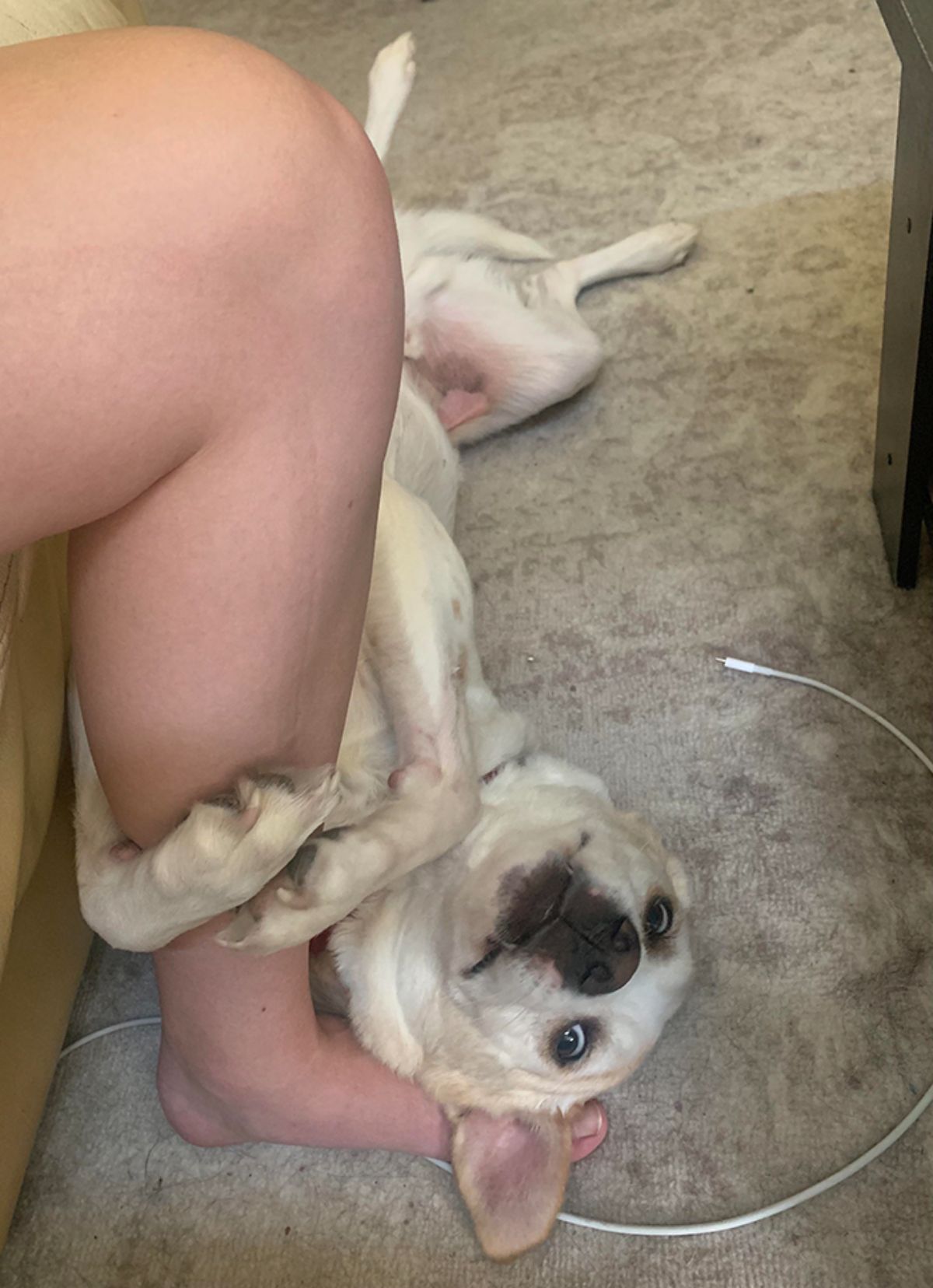 white dog laying belly up on the floor and hugging someone's leg