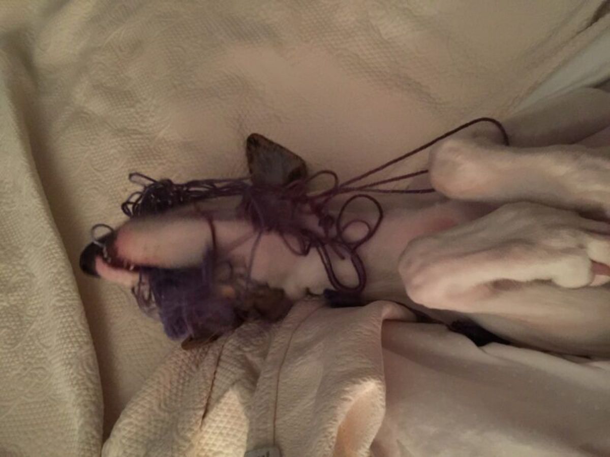 white dog laying belly up tangled in some torn up knitted socks