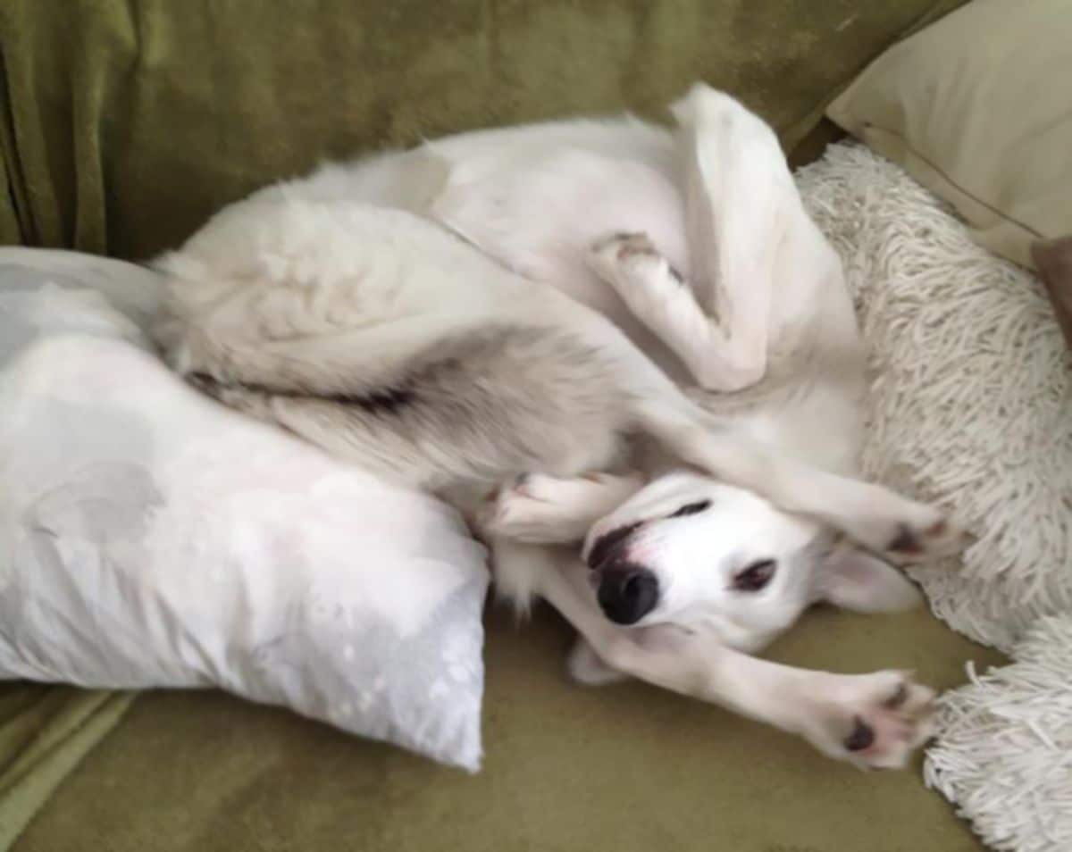 white dog laying down in a contorted position with the back legs placed on either side of the head