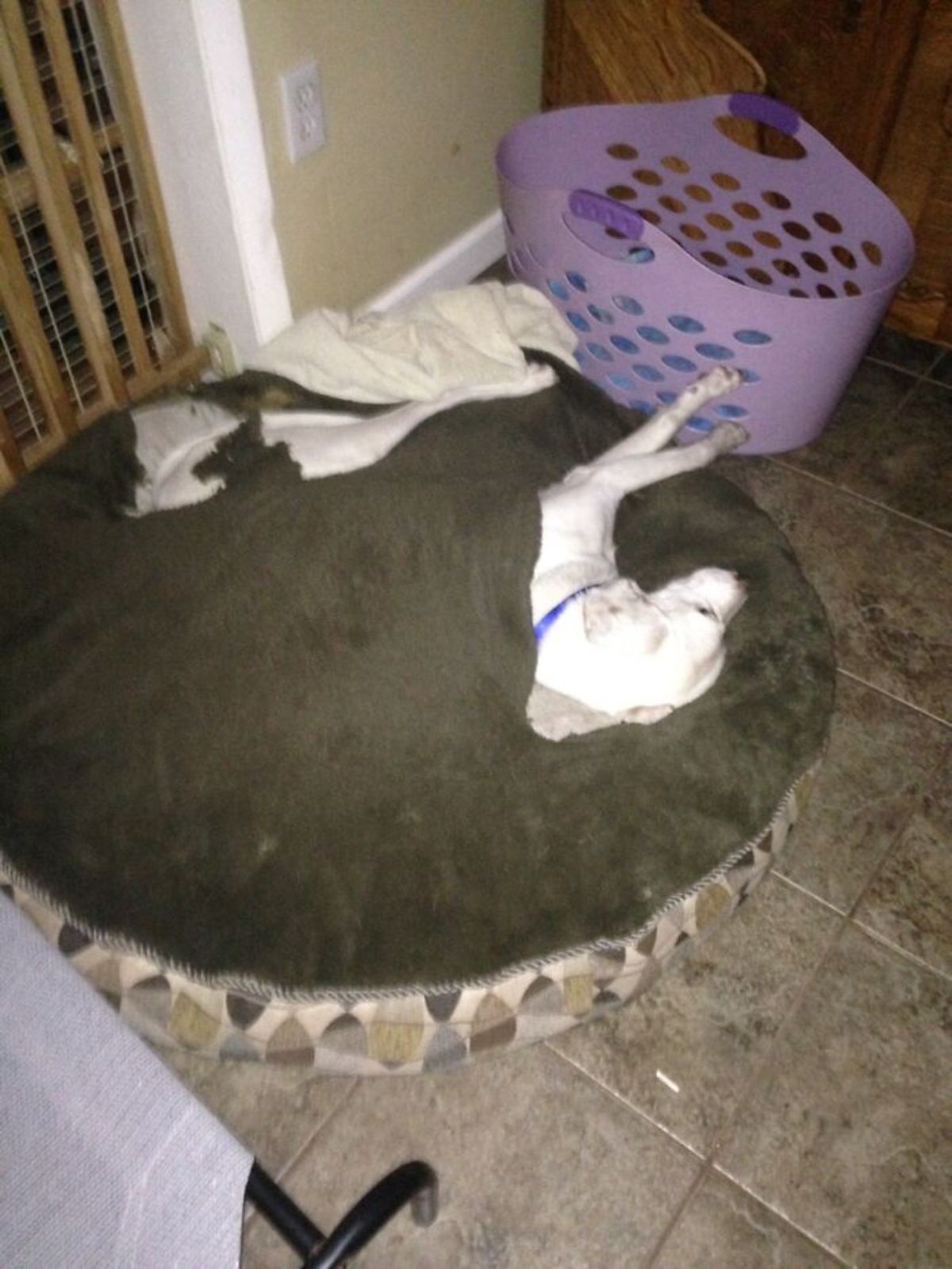 white dog laying inside a hole in a brown dog bed