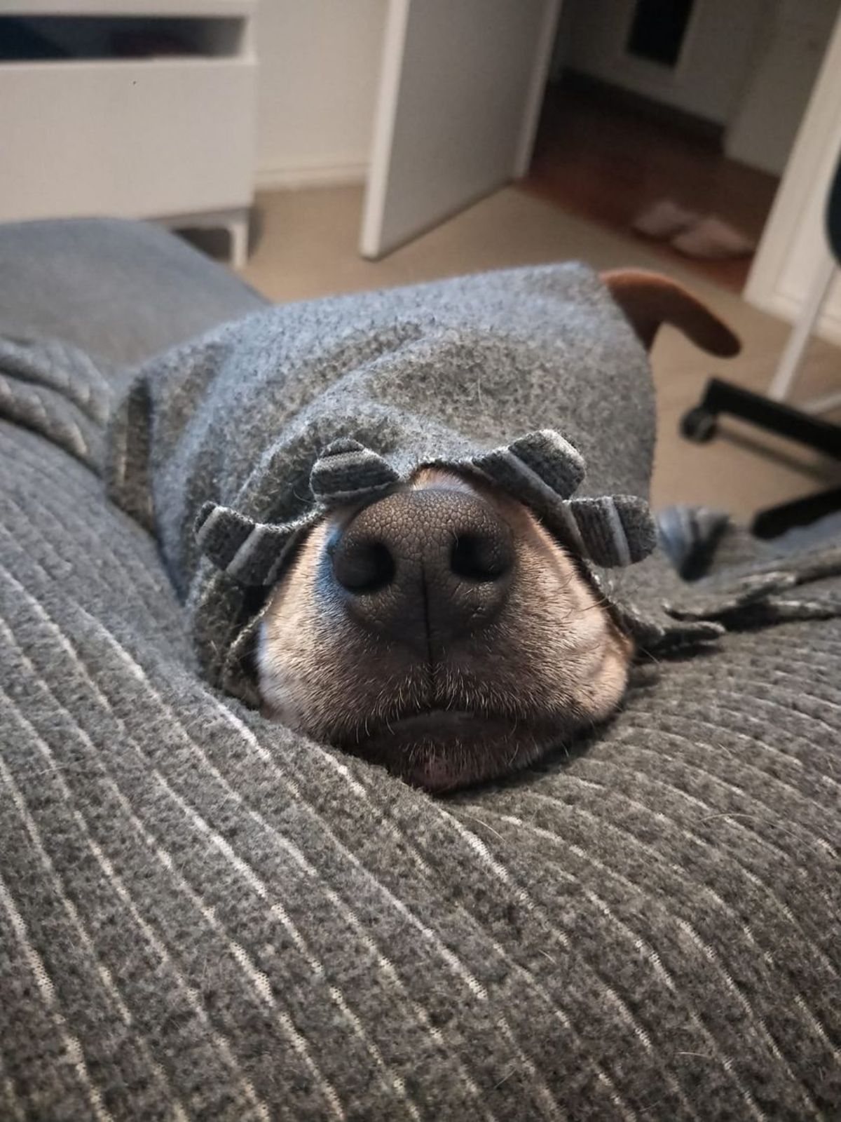 white dog laying on a grey bed and with a grey material covering the dog with only the nose showing