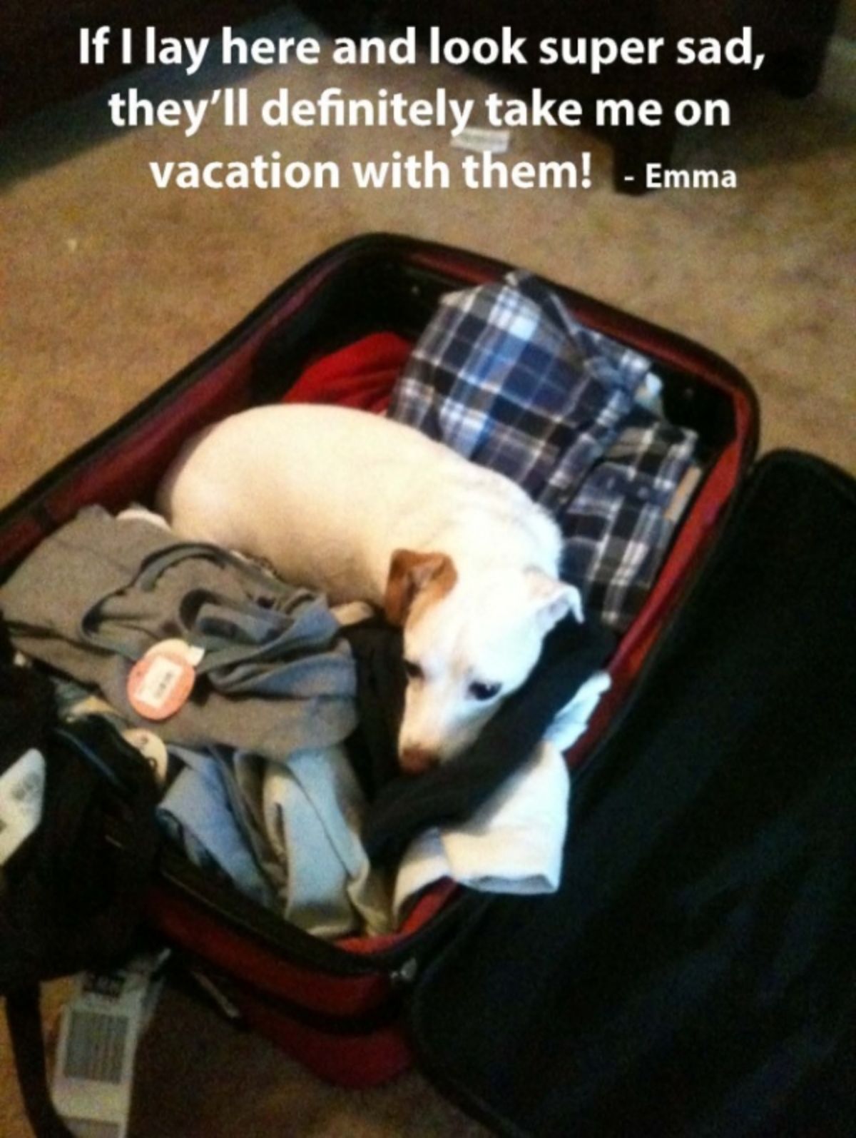 white dog laying on clothes in luggage with a caption saying that if she looks sad she'll get taken with the parents on vacation