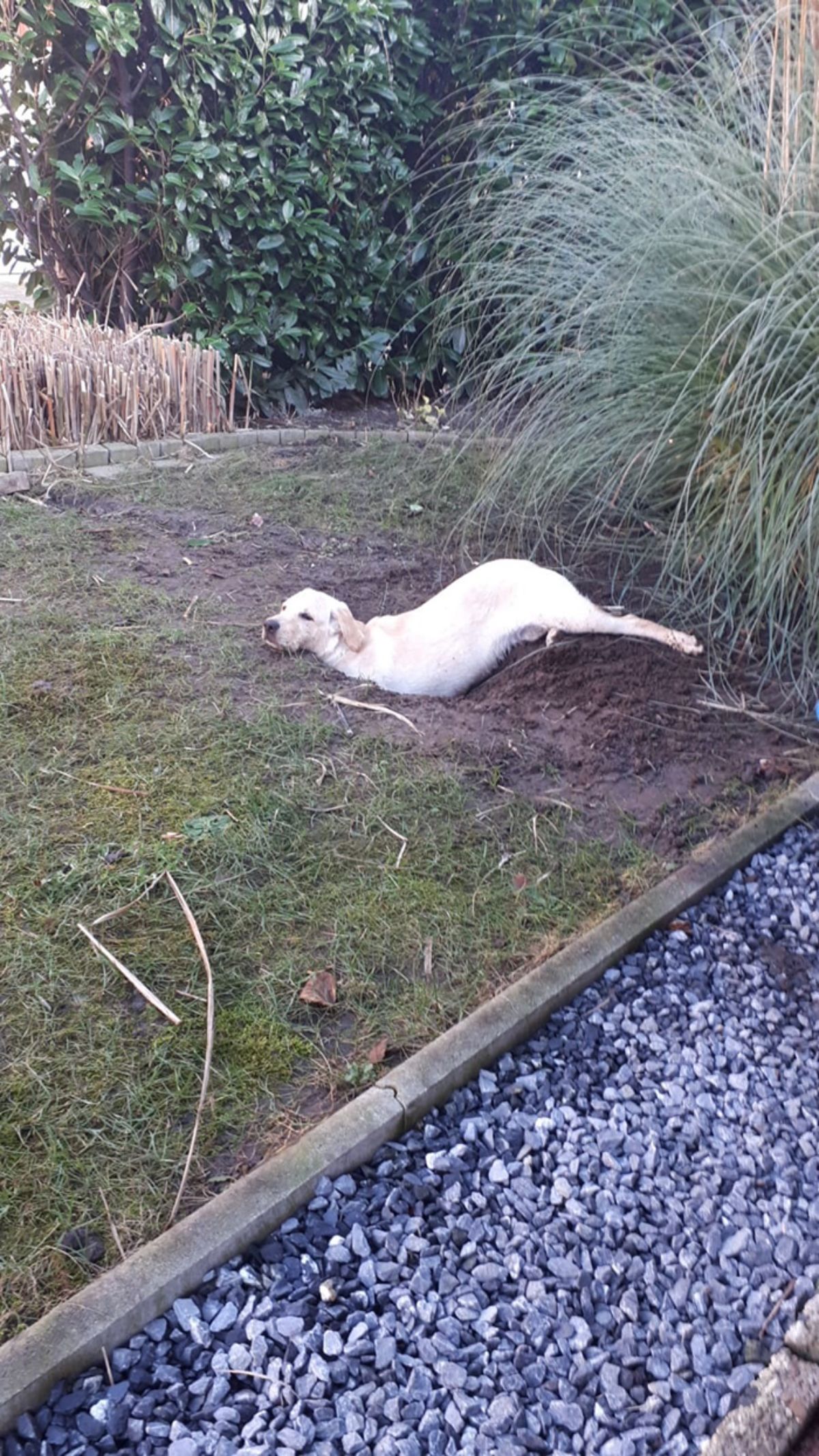 white dog laying on the ground with the front legs stuck inside a muddy hole