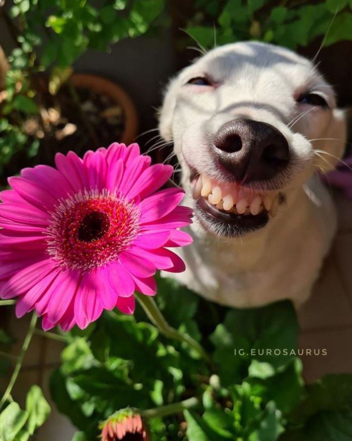white dog next to a large pink flower