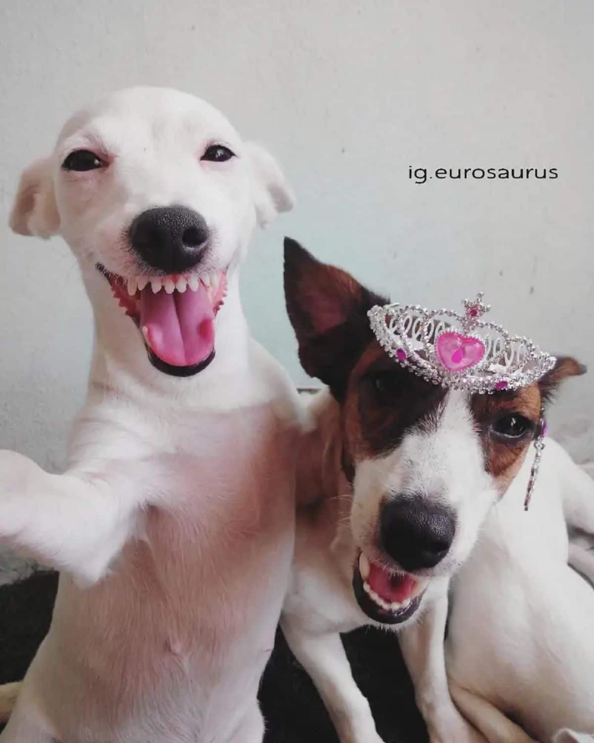 white dog next to a white brown and black dog wearing a silver and pink tiara