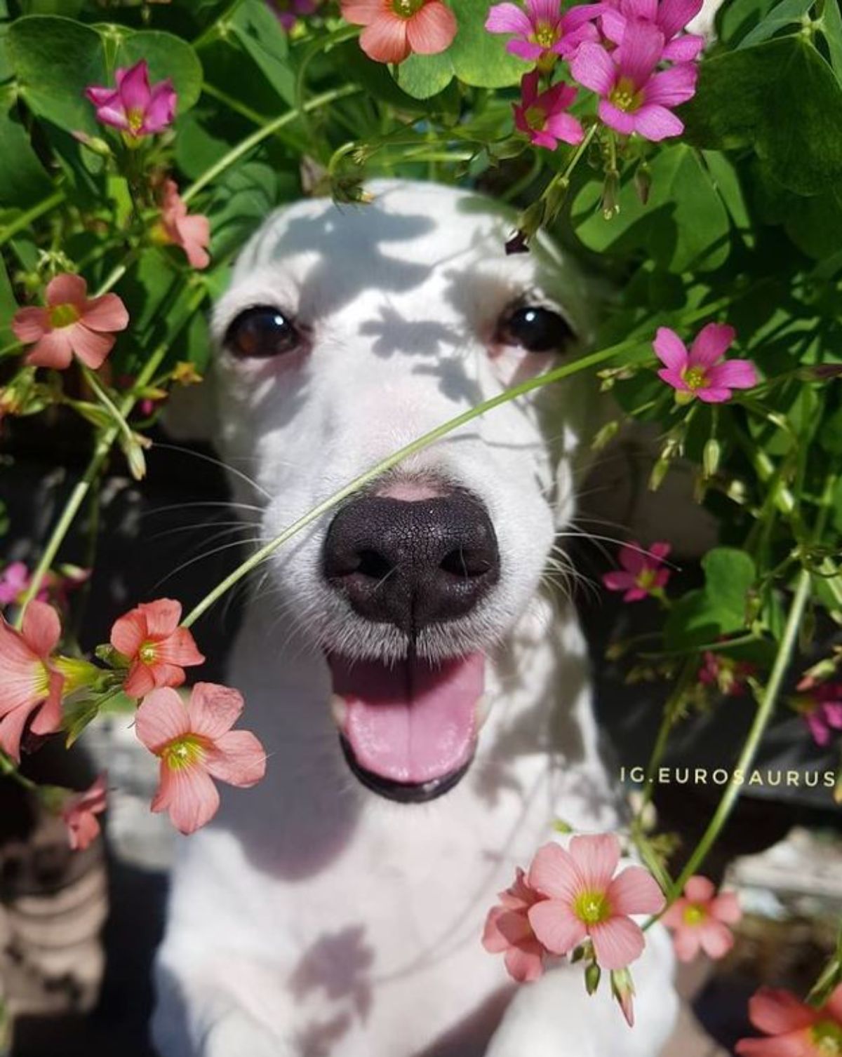 white dog peeking from between plants with pink flowers